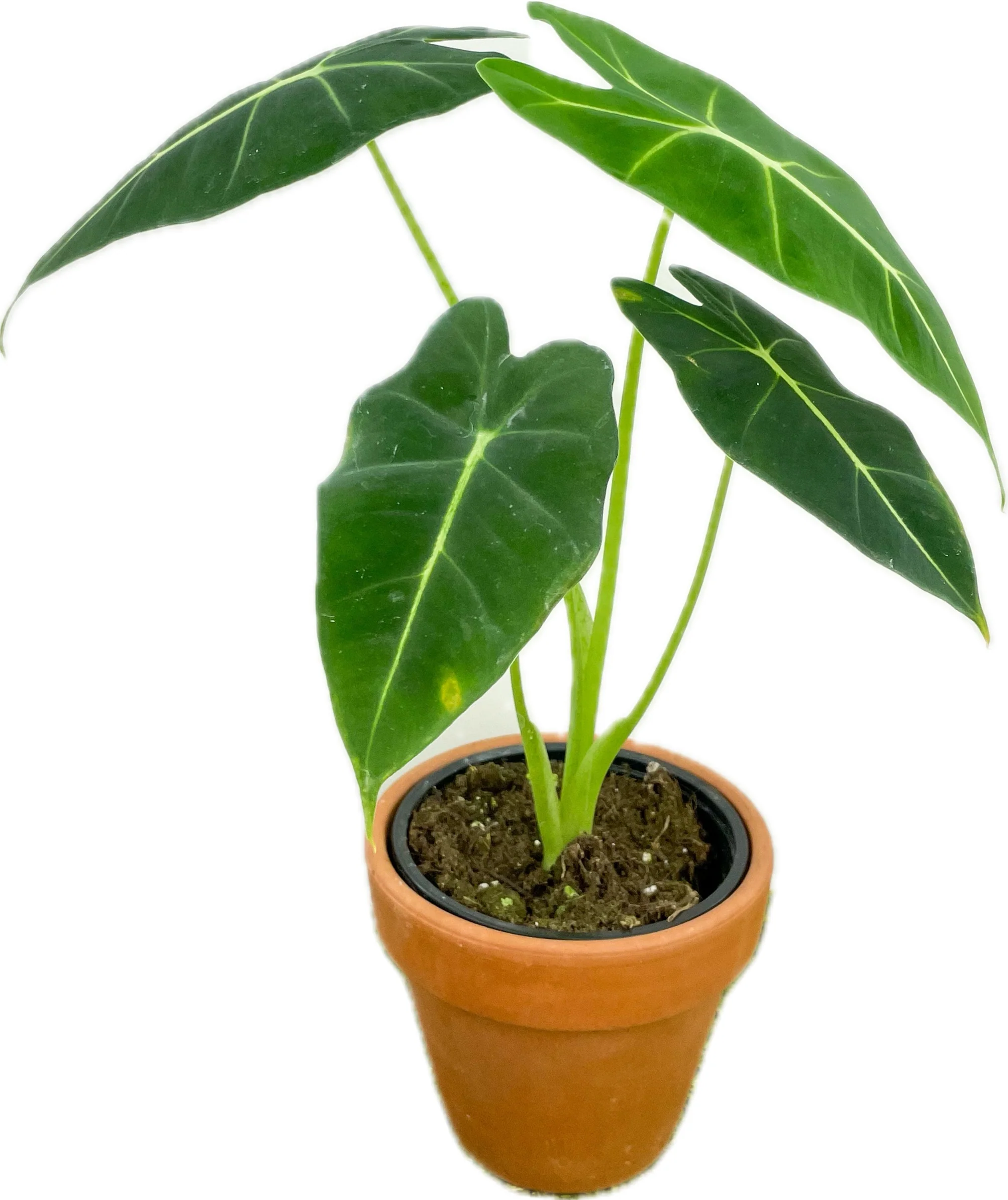 Welcome to Our Store